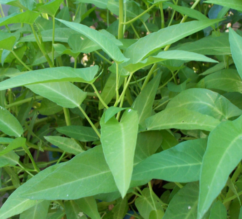 research study about kangkong